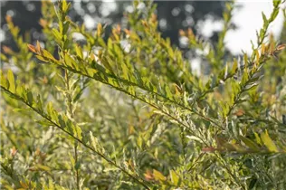 - Salix integra 'Hakuro Nishiki'  - Salix integra 'Hakuro Nishiki'