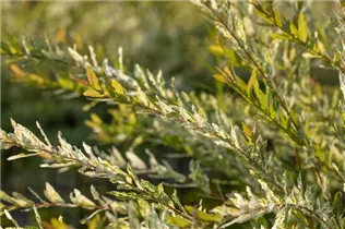 - Salix integra 'Hakuro Nishiki'  - Salix integra 'Hakuro Nishiki'