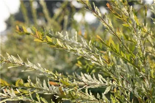 - Salix integra 'Hakuro Nishiki'  - Salix integra 'Hakuro Nishiki'