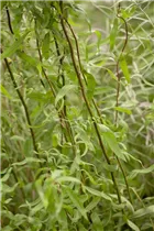 - Salix matsudana 'Tortuosa'