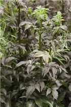 - Sambucus nigra 'Black Tower'®  - Sambucus nigra 'Black Tower'®