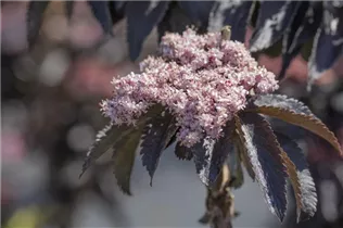 - Sambucus nigra 'Black Tower'®  - Sambucus nigra 'Black Tower'®