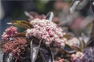 - Sambucus nigra 'Black Tower'®  - Sambucus nigra 'Black Tower'®