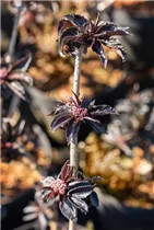 - Sambucus nigra 'Black Tower'®  - Sambucus nigra 'Black Tower'®