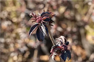 - Sambucus nigra 'Black Tower'®  - Sambucus nigra 'Black Tower'®