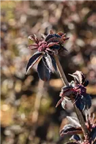 - Sambucus nigra 'Black Tower'®  - Sambucus nigra 'Black Tower'®
