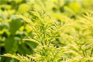  - Sambucus nigra 'Golden Tower'