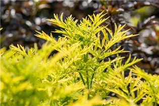  - Sambucus nigra 'Golden Tower'