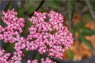 - Sambucus nigra 'Thundercloud'  - Sambucus nigra 'Thundercloud'
