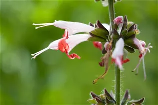 - Salvia coccinea 'Coral Nymph'  - Salvia coccinea 'Coral Nymph'