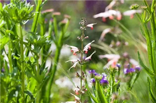 - Salvia coccinea 'Coral Nymph'  - Salvia coccinea 'Coral Nymph'