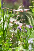 - Salvia coccinea 'Coral Nymph'  - Salvia coccinea 'Coral Nymph'
