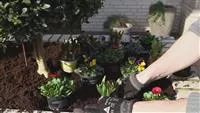 - Blumenkasten - Frühlingshafte Bepflanzung  - Blumenkasten - Frühlingshafte Bepflanzung