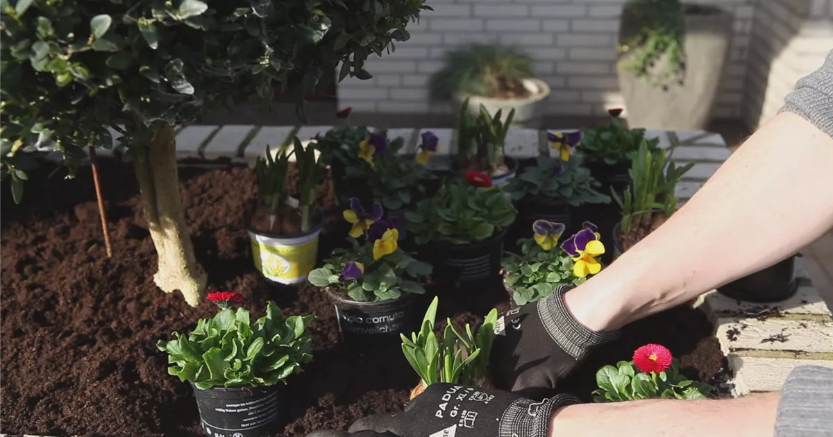  - Blumenkasten - Frühlingshafte Bepflanzung