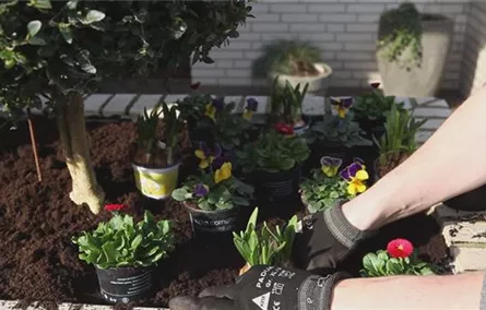 Blumenkasten - Frühlingshafte Bepflanzung