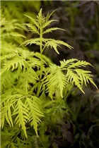  - Sambucus racemosa 'Sutherland Gold'