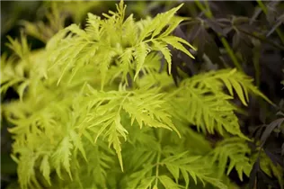  - Sambucus racemosa 'Sutherland Gold'
