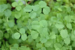  - Sanguisorba minor