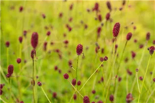 - Sanguisorba officinalis 'Tanna'  - Sanguisorba officinalis 'Tanna'