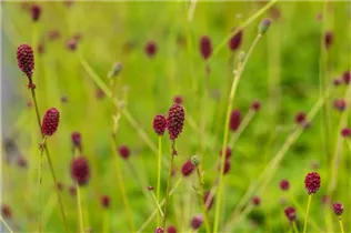 - Sanguisorba officinalis 'Tanna'  - Sanguisorba officinalis 'Tanna'