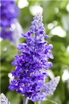 - Salvia farinacea  - Salvia farinacea