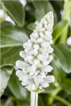 - Salvia farinacea  - Salvia farinacea