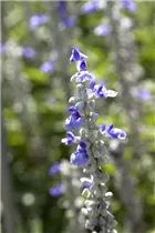 - Salvia farinacea  - Salvia farinacea