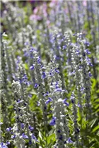 - Salvia farinacea  - Salvia farinacea
