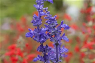 - Salvia farinacea  - Salvia farinacea
