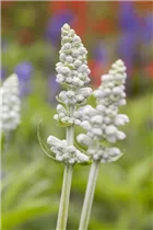 - Salvia farinacea  - Salvia farinacea