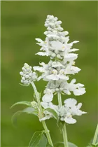 - Salvia farinacea  - Salvia farinacea