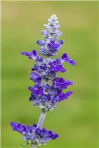 - Salvia farinacea  - Salvia farinacea