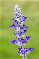 - Salvia farinacea  - Salvia farinacea