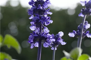  - Salvia farinacea 'Mystic Spires'