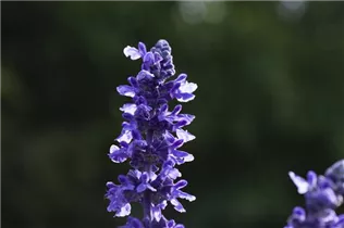  - Salvia farinacea 'Mystic Spires'