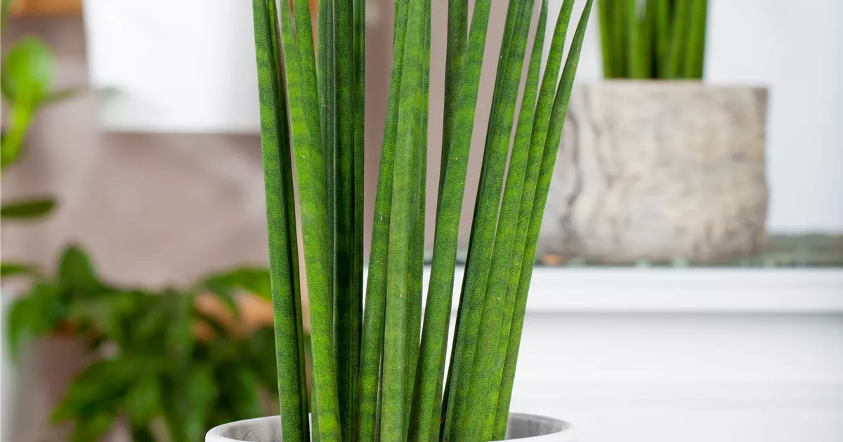 Sansevieria cylindrica 'Fernwood Mikado'