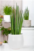 - Sansevieria cylindrica 'Spaghetti'  - Sansevieria cylindrica 'Spaghetti'