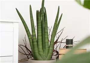 - Sansevieria cylindrica 'Skyline'  - Sansevieria cylindrica 'Skyline'