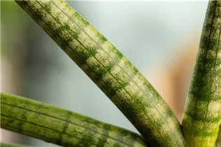 - Sansevieria cylindrica 'Skyline'  - Sansevieria cylindrica 'Skyline'