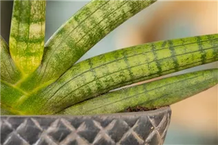 - Sansevieria cylindrica 'Skyline'  - Sansevieria cylindrica 'Skyline'