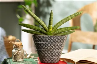 - Sansevieria cylindrica 'Skyline'  - Sansevieria cylindrica 'Skyline'
