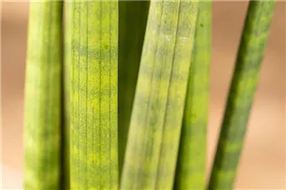 - Sansevieria cylindrica 'Skyline'  - Sansevieria cylindrica 'Skyline'