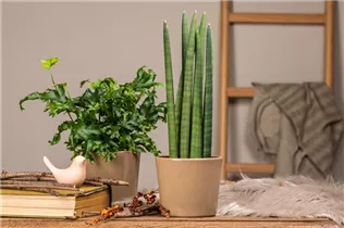 - Sansevieria cylindrica 'Skyline'  - Sansevieria cylindrica 'Skyline'