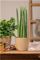 - Sansevieria cylindrica 'Skyline'  - Sansevieria cylindrica 'Skyline'