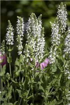  - Salvia nemorosa 'Adrian'