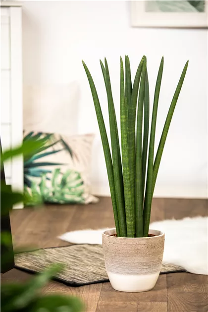 dieffenbachia calathea Ficus Green Kinky, Coffea Arabica, Dieffenbachia Camillia, Calathea Ru –  vielgrün main image 0