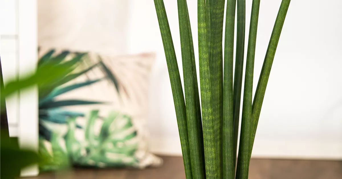 elefantenohr giftig für katzen Alocasia Amazonica 'Polly' – Elefantenohr main image 1