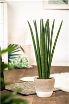 - Sansevieria cylindrica 'Spaghetti'  - Sansevieria cylindrica 'Spaghetti'