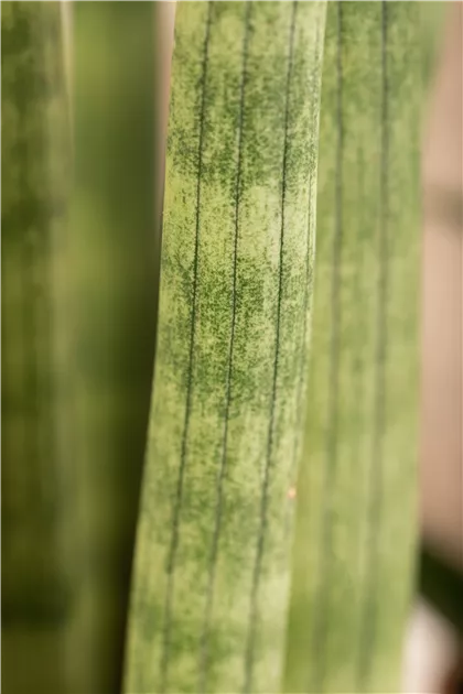 Sansevieria cylindrica 'Spaghetti'