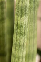 - Sansevieria cylindrica 'Spaghetti'  - Sansevieria cylindrica 'Spaghetti'